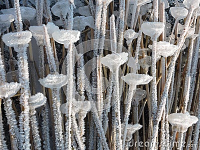 Reed plant with ice pieces Stock Photo