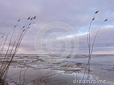 Reed plant near lake Stock Photo