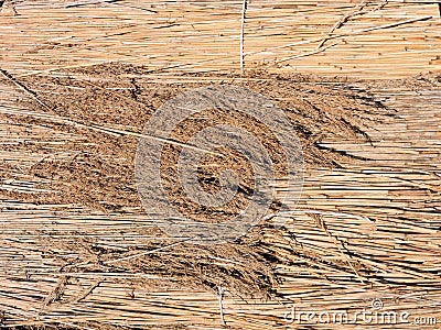 Reed plant pattern Stock Photo