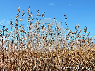 Reed plant in sky background Stock Photo