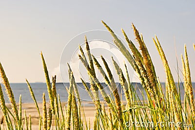 Reed Plant Sprigs and Sea Background Stock Photo