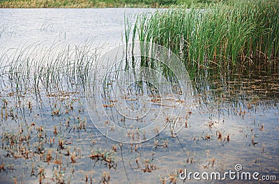 Reed plants in open water of the Florida lake Stock Photo