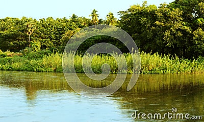 Reed plants and river Stock Photo