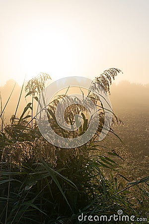 Reed plumes on a misty autumn morning Stock Photo