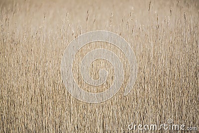 Reed reeds grass like wetland plants texture textured pattern patterned background Stock Photo