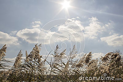 Reed, river vegetation Stock Photo