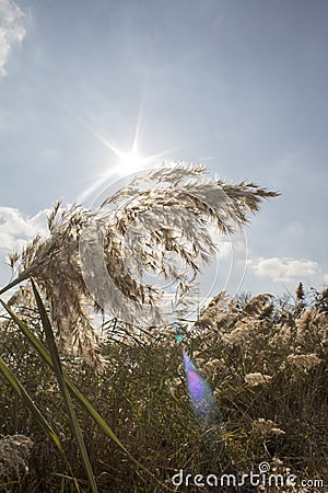 Reed, river vegetation Stock Photo