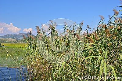Reed (Scirpus gen.) spinney in river Stock Photo