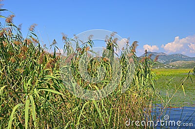 Reed (Scirpus gen.) spinney in river Stock Photo