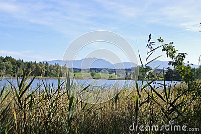 Reed at the shore of a lake Stock Photo