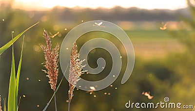 Reed with some lacewings flying around in the evening sun Stock Photo