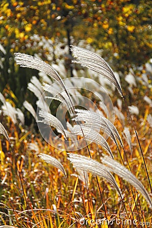 Reed Stock Photo