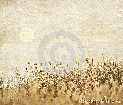Reed stalks in the swamp Stock Photo