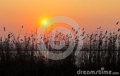 Reed sunset Stock Photo