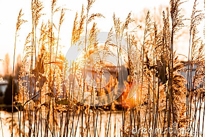 Reed sunset Stock Photo