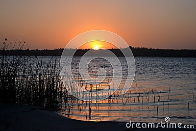 Reed sunset 2 Stock Photo