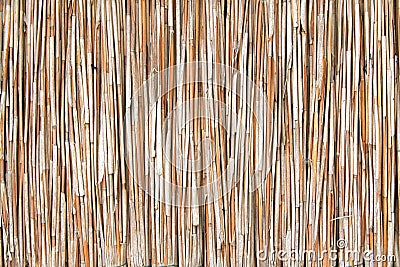 Reed texture Stock Photo