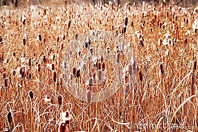 Reed texture Stock Photo