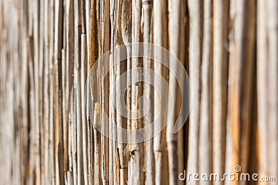 Reed Texture Stock Photo