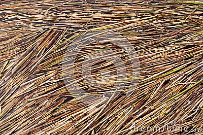 Reed Texture. Stock Photo