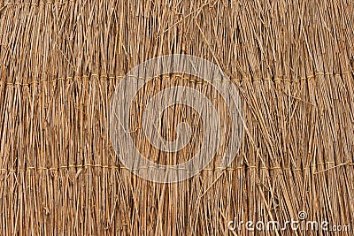 Reed texture wallpaper or background Stock Photo