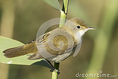 Reed warbler close-up / Acrocephalus scirpaceus Stock Photo