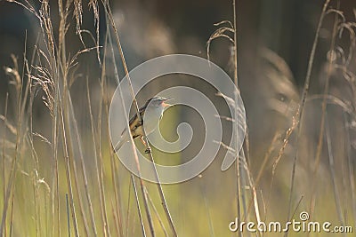 Reed warbler Stock Photo