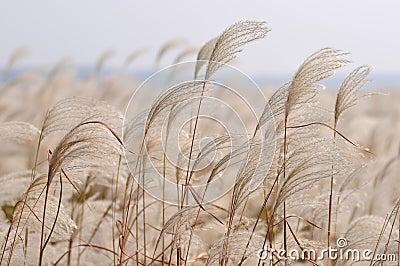 Reed in the wind Stock Photo