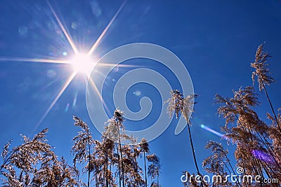 Reeds against the blue sky. Hot winter sun on a sunny day. The sun shines through the tall grass like trees Stock Photo