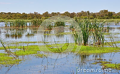 Reeds in the Bibra Lake Wetlands, Western Australia Stock Photo