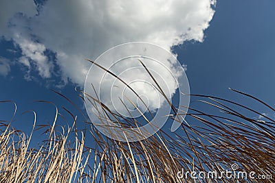 Reeds blowing against a blue sky Stock Photo