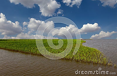 Reeds with blue sky at sunrise Stock Photo