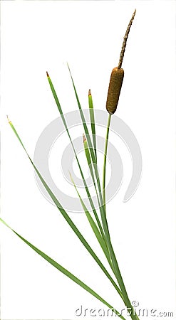 Reeds and Cattail Stock Photo