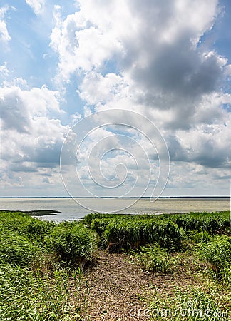 Reeds and cumulus clouds on the coast of the Curonian Lagoon, Russia Stock Photo