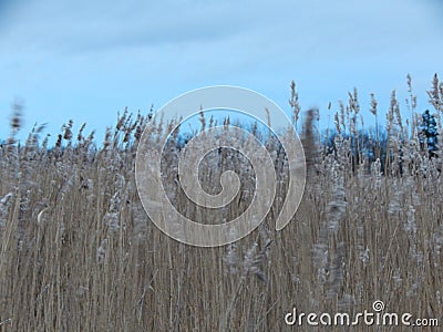 Reeds on the east coast of Sweden on the island of Ã–land Stock Photo