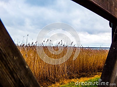 Reeds on the east coast of Sweden on the island of Ã–land Stock Photo