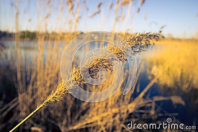 Reeds in the evening, sunset. Stock Photo