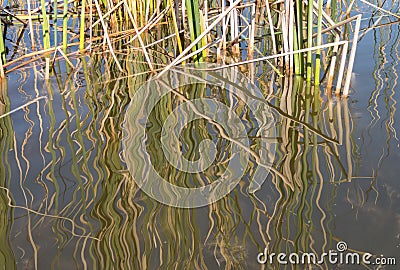 Reeds form an abstract at the edge of a wetland Stock Photo