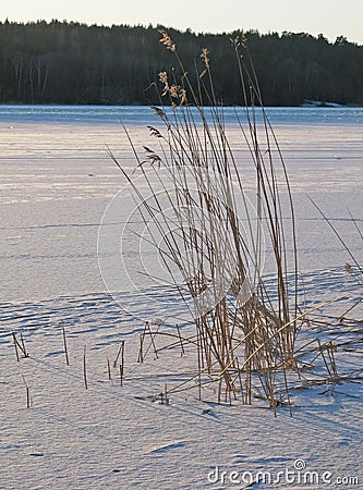 Reeds in frozen snowy lake Stock Photo