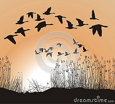 Reeds and Geese Vector Illustration