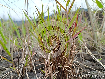 reeds or Imperata cylindrica Stock Photo