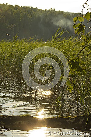 Reeds on the lake Stock Photo