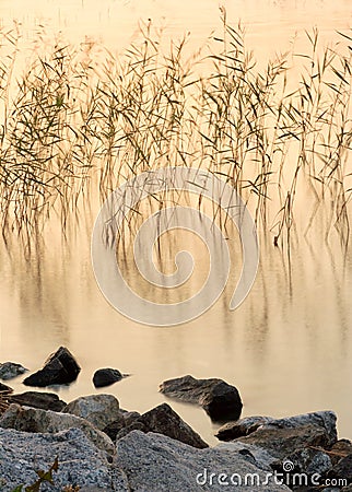 Reeds in lake at sunset Stock Photo