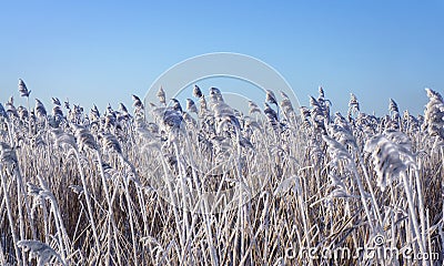 Reeds with rime frost Stock Photo