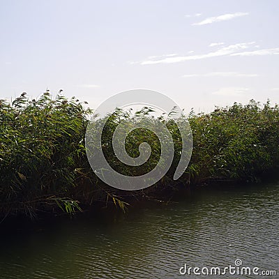 Reeds on a river bank Stock Photo