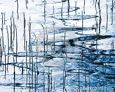 Abstract: Reeds in Rippled Water Stock Photo