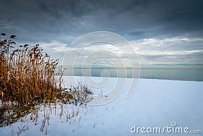 Reeds on a snowy shoreline. Stock Photo