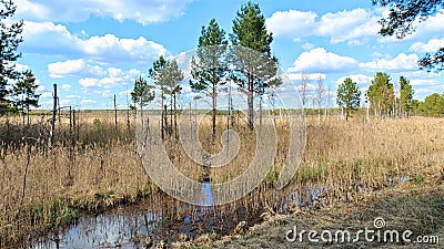 Reeds and sparse pines and birches trees grow in the swamp, and the water rises in places to form a dangerous mire. Behind the swa Stock Photo