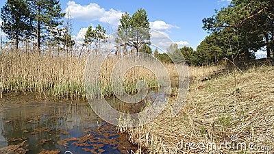 Reeds and sparse trees grow in the swamp, and the water rises in places to form a dangerous mire. Behind the swamp is a mixed fore Stock Photo