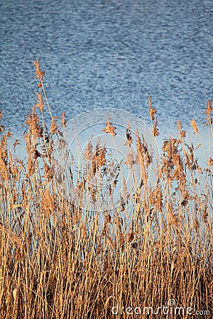 Reeds in the sunset Stock Photo